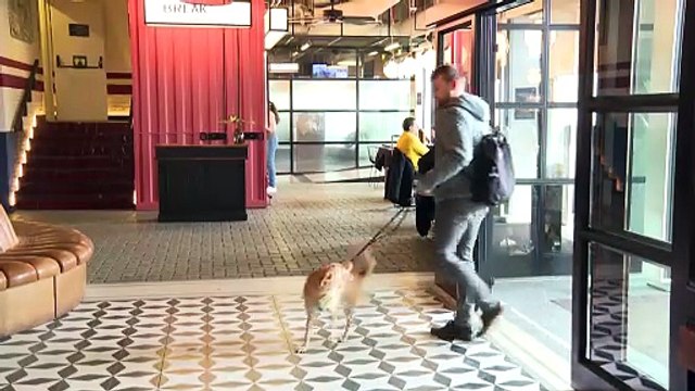 El turismo pet-friendly gana terreno en 2025 y redefine las condiciones de viaje