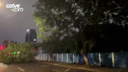 Árvore podre cai e interrompe trânsito na Rua Carlos de Carvalho