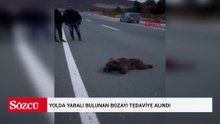 Yolda yaralı bulunan bozayı tedaviye alındı