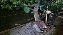 Ventania derruba árvore gigante e fecha rua no centro de Cascavel pela terceira vez este ano