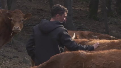 Dermatose bovine : un nouvel éleveur obligé d'abattre son troupeau