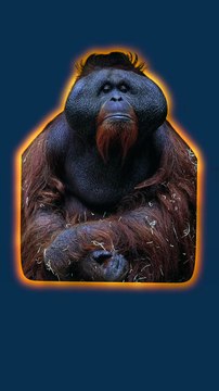 L'orang-outang : le singe stratège ! #singe #science #nature #animaux #humour