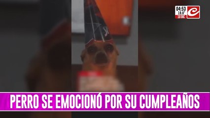 Perrito se emocionó con su cumpleaños y su reacción causó ternura en las redes