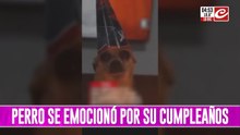 Perrito se emocionó con su cumpleaños y su reacción causó ternura en las redes