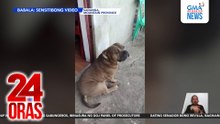 Aso, patay nang ilang beses hatawin ng lalaking inihian umano nito; suspek, sinampahan ng kaso | 24 Oras