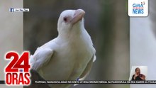 Puting uwak, nalitratuhan sa Misamis Oriental; na-rescue ng isang pamilya noong 2020 | 24 Oras