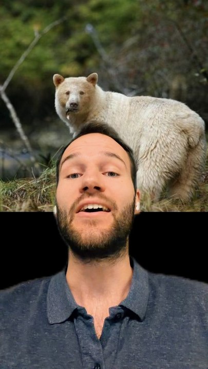 L’OURS KERNODE