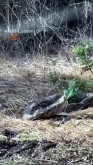 píton é flagrada engolindo pavão em cena rara