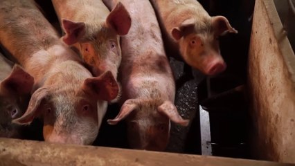 Agricoltura intensiva e pesticidi, allarme salute globale