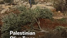 Palestinian Olive Trees Uprooted by Israelis
