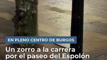 Primero ratas, ahora zorros en pleno centro de Burgos