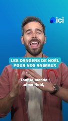 Les dangers de Noël pour vos animaux - les conseils du véto