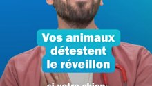 Vos animaux détestent le réveillon - les conseils du véto