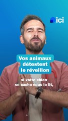 Vos animaux détestent le réveillon - les conseils du véto
