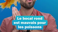 Prendre soin de ses poissons - les conseils du véto