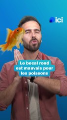 Prendre soin de ses poissons - les conseils du véto