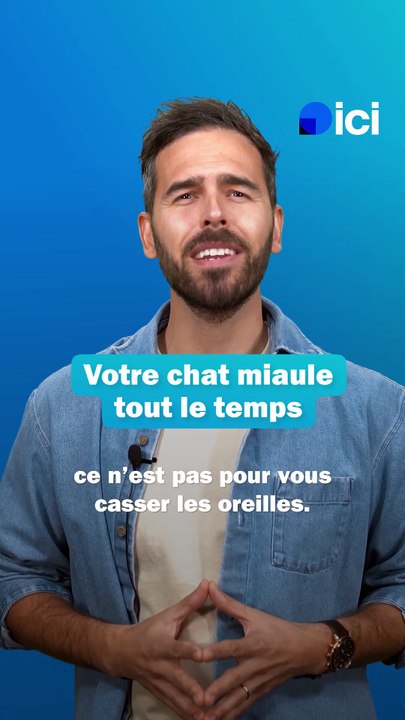 Mon chat miaule tout le temps - les conseils du véto