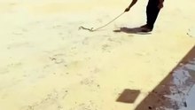 Fun with snake cameraman dead😂😂😂😂😂😂😂😂😂😂😂 #fun #snake #cameraman #viral #trending #funny #dailymotion