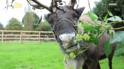 This Single Reindeer Is Ready to Mingle
