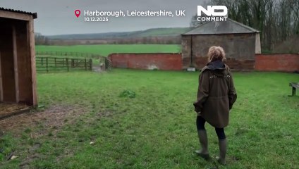 Reino Unido: rena Lars junta-se ao rebanho e prepara-se para o Natal