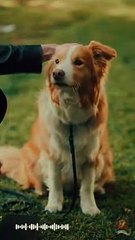 Once Upon A Breakup #drama #romantic #englishdrama #mafia #reelsshorts