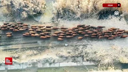 Iğdır çevresindeki otlaklarda morkaraman ırkı damızlık koyun yetiştiriliyor