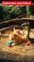 cat vs snake, who will win_ #cat #funnycats #kitten #cutecats #snake