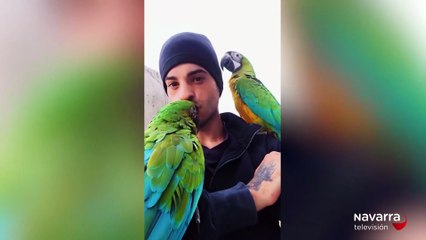 Ayuda para dar con los guacamayos de este influencer navarro