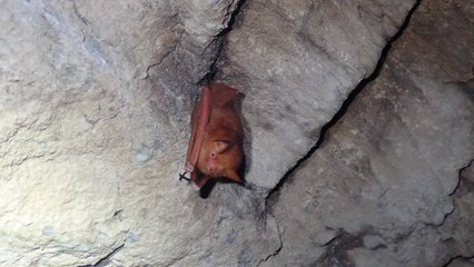 울진 왕피천에 멸종위기 박쥐 2종 서식 첫 확인 / YTN