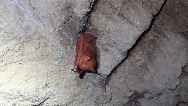 울진 왕피천에 멸종위기 박쥐 2종 서식 첫 확인 / YTN