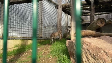 Tong Terre d’accueil : Une campagne de dons pour transférer 4 servals en Afrique