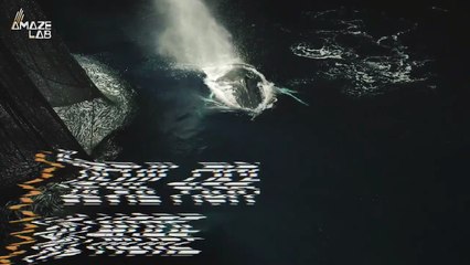 Once Known as ‘Devil Fish,’ Gray Whales Are Now Among the Ocean’s Gentlest Giants