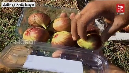 ತಾಜಾ Vs ಒಣಗಿದ ಅಂಜೂರ: ಉತ್ತಮ ಆರೋಗ್ಯಕ್ಕಾಗಿ ಇವುಗಳಲ್ಲಿ ಯಾವುದು ಸೇವಿಸಿದರೆ ಅತ್ಯುತ್ತಮ ಪ್ರಯೋಜನ ಗೊತ್ತೇ? ವೈದ್ಯರು ತಿಳಿಸುವುದೇನು?