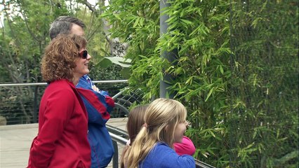 Capuchin Monkeys in a Group? Expect Absolute Mayhem