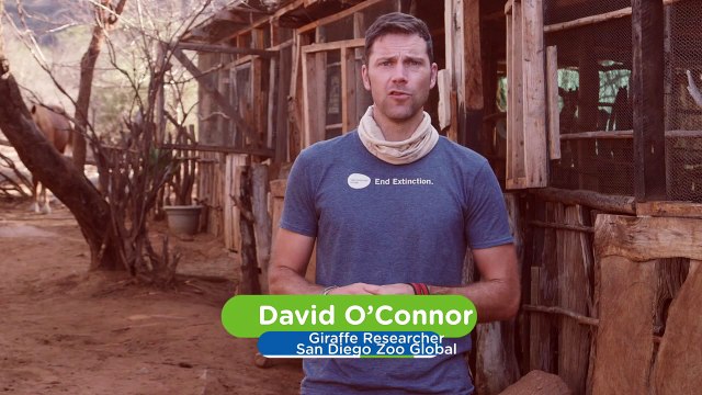 How a Giraffe Orphanage in Kenya Is Saving Lives—and Inspiring Visitors