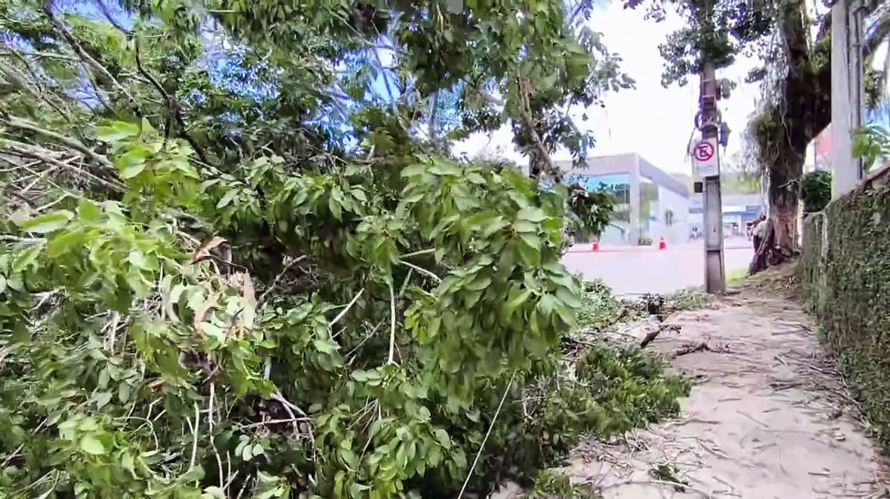 Vento forte arranca árvore de 20 metros e fecha rua em Blumenau