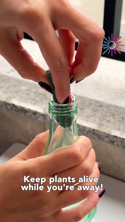 Plant watering hack when you're away💧