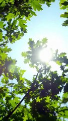 On the day of the bamboo horse engagement, she was in a low mood, he silently comforted her, like the wind blowing away the haze, from that moment on, his concern was not only accidental, but the once unattainable figure of the moment became her destined