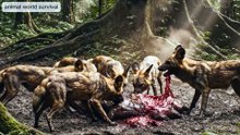 Botswana Wildlife | Pack of Wild Dogs Survive a Fierce Battle - Animal World