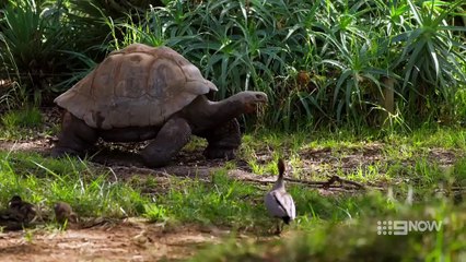 Taronga: Who’s Who In The Zoo - Season 6 Episode 6 - Chatty Cheetah