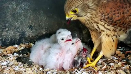Brooding Kestrel Cam