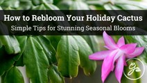 How To Get Your Holiday Cactus To Re-bloom