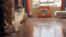 O humano limpa a casa e o gato brinca pulando!!!