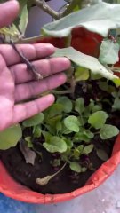 Harvesting Fresh Eggplants from My Terrace Garden 🌱