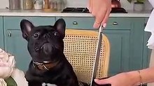 Cutting an animal cake #funnyvideo #funny #happyanimals #pets