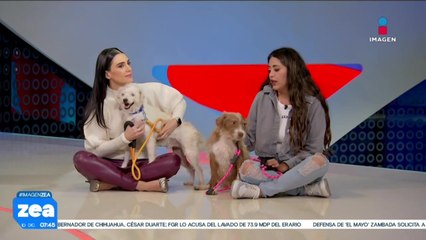 ¡Adopta no compres! Jack y Canela están en busca de una familia amorosa