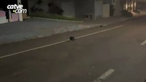 Mãe gambá com filhotes nas costas é flagrada em Cascavel; vídeo