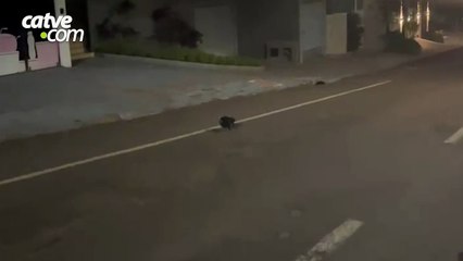 Mãe gambá com filhotes nas costas é flagrada em Cascavel; vídeo