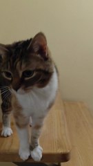 She Won’t Let Me Leave Without Showing Love First 😭❤️🐱 #cat #funnycats #cutecats #love #viralcats #viral #foryou #trending