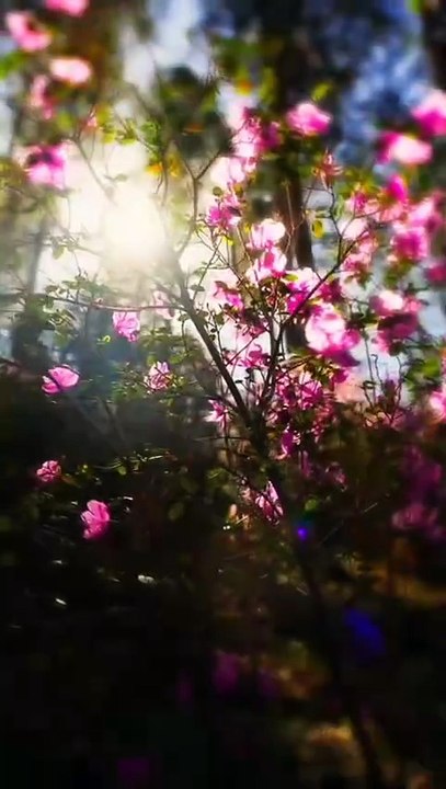 VID-20Vid 😁❤️ flowers 🌹💐🌹💐💐